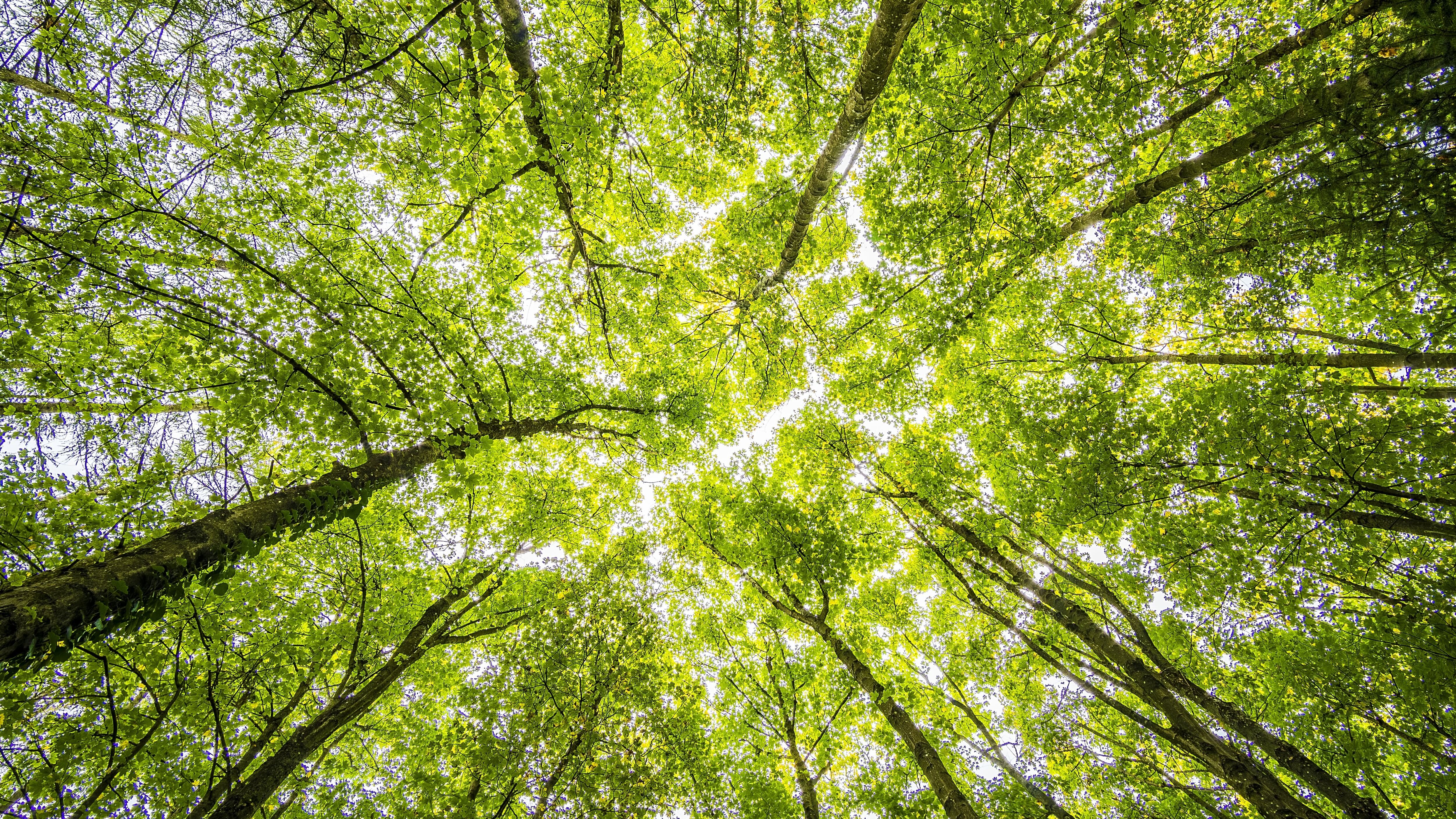 Giornata mondiale delle foreste 2023: impatto sull’ambiente e iniziative