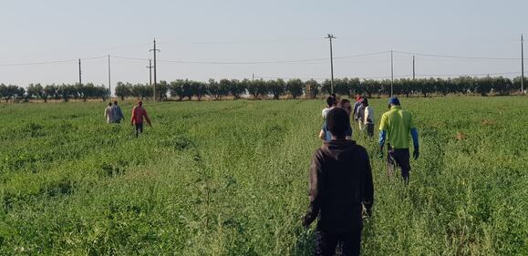 Puglia, le vite dei braccianti nelle mani dei caporali 10