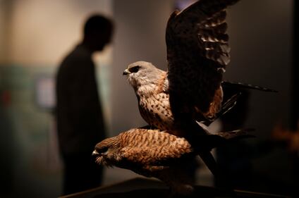 Come fanno sesso gli esseri in natura? Mostra scandalo a Monaco 9