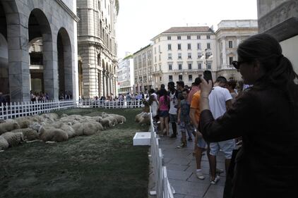 Piazza del Duomo invasa dalle pecore 11