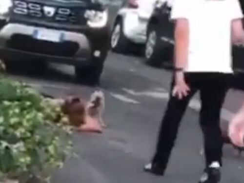 "Quella bestia era sopra di me". Il racconto choc della donna aggredita dal cinghiale