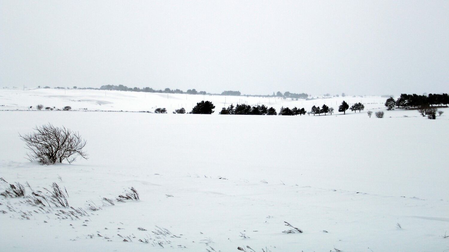 L'appello dell'allevatore: "In Puglia siamo completamente isolati per la neve"