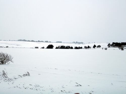 L'appello dell'allevatore: "In Puglia siamo completamente isolati per la neve"