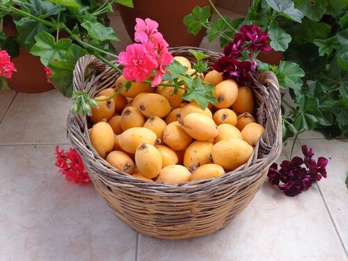 Nespole, il frutto primaverile alleato di bellezza