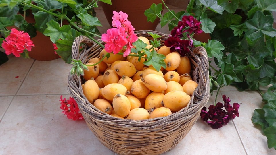 Nespole, il frutto primaverile alleato di bellezza