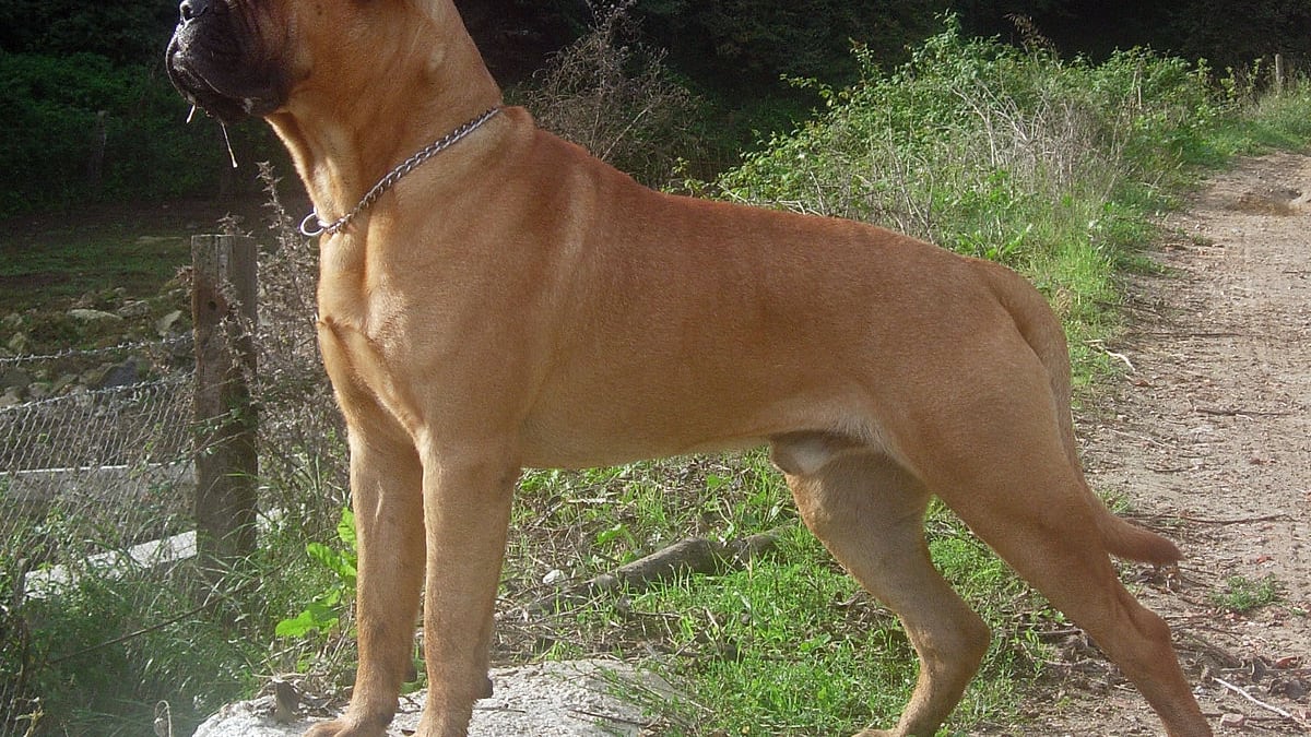 Fido ha un colpo di calore? Ecco come potete soccorrerlo