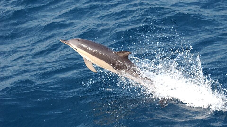 Lecce, allarme delfino spiaggiato: "Carcassa sfilettata e venduta come tonno"
