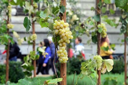 Milano, uva in piazza: i turisti si mangiano l'opera d'arte 1