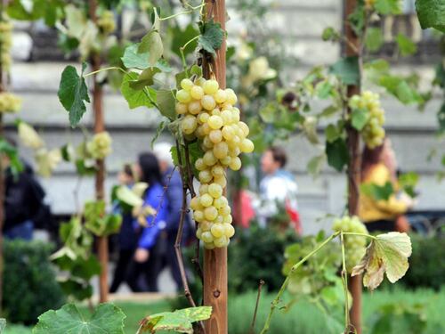 Milano, uva in piazza: i turisti si mangiano l'opera d'arte