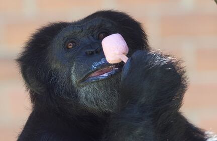Attimi di vita quotidiana nello zoo 8