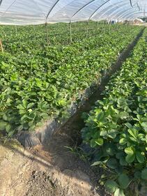 Le fragole di Parete 5