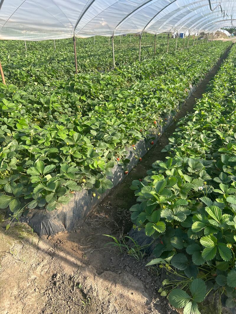 Le fragole di Parete 5