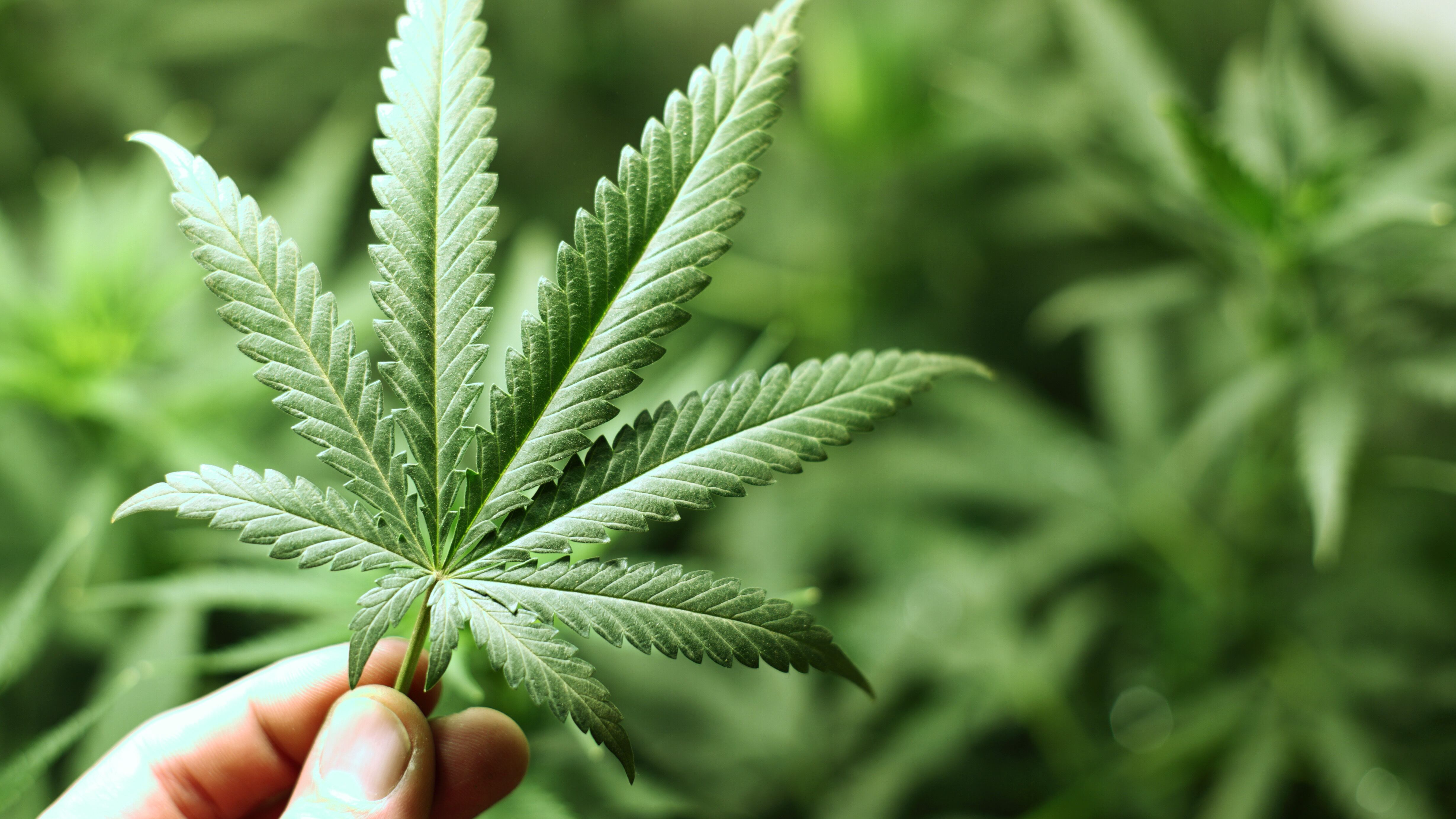 All'asta i cimeli dei Radicali: c'è anche una pianta di marijuana
