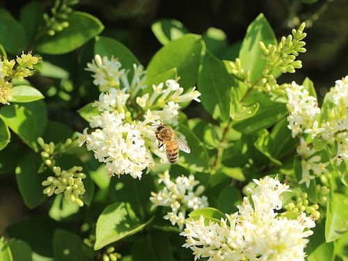Propoli, proprietà e benefici dell'antibiotico naturale
