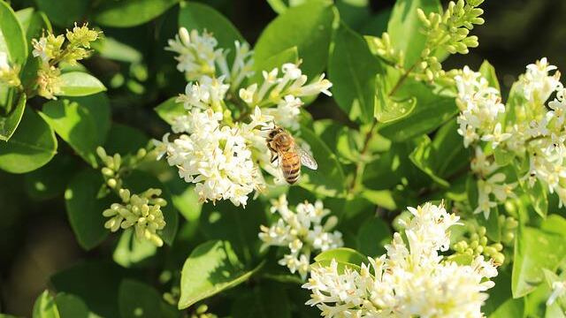 Propoli, proprietà e benefici dell'antibiotico naturale