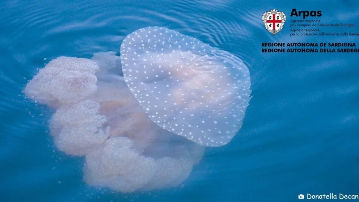Specie aliene nel Mediterraneo: allarme medusa a pois in Sardegna