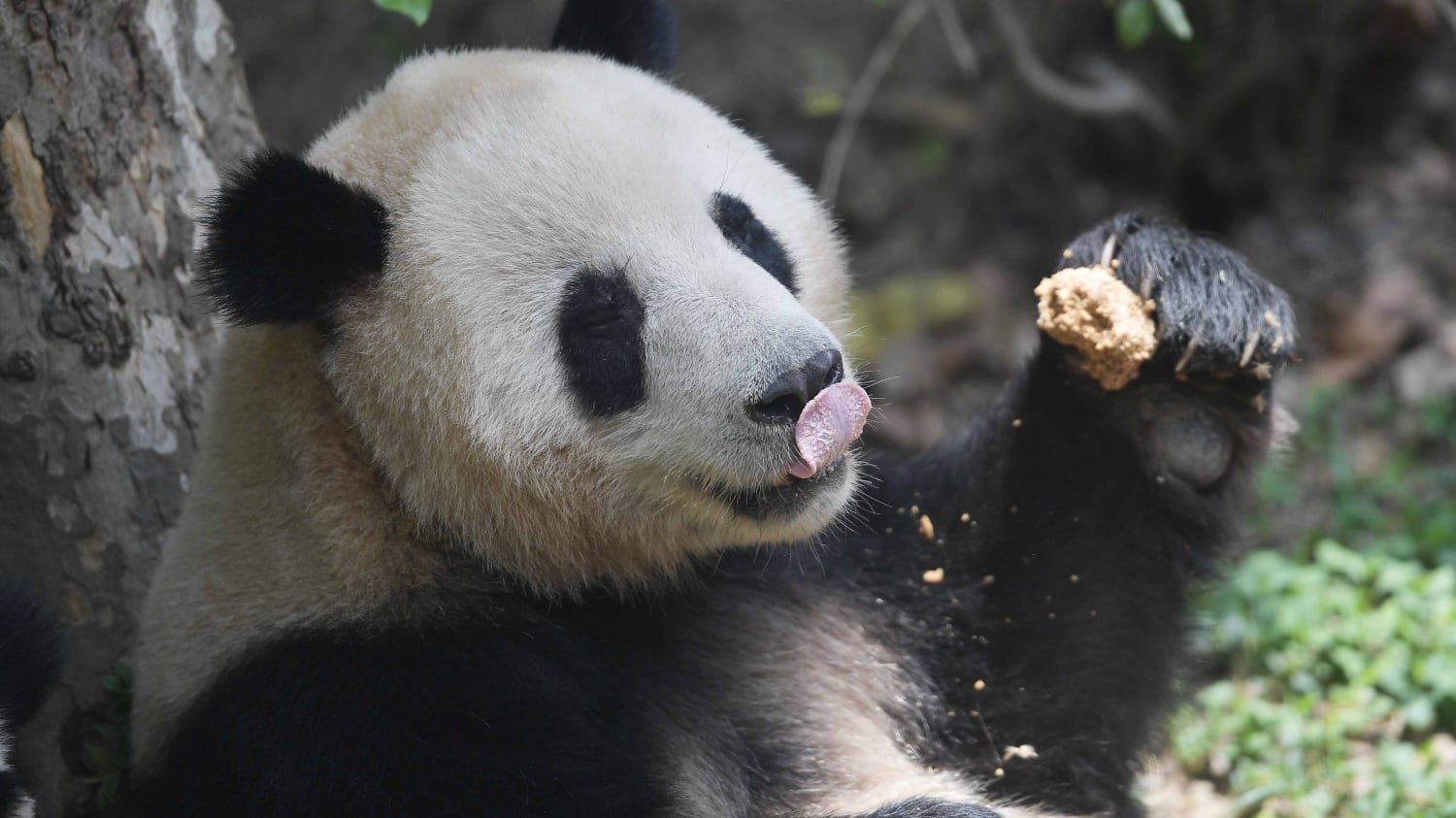 Estinzione per il 60% delle specie animali in 40 anni
