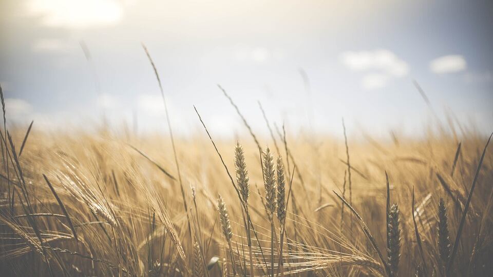 Coldiretti, 22mila giovani del Sud vorrebbero fare gli agricoltori