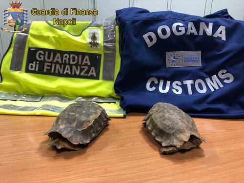In aeroporto con le tartarughe protette: denunciato un ivoriano