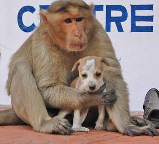 India, il macaco adotta il cagnolino 2