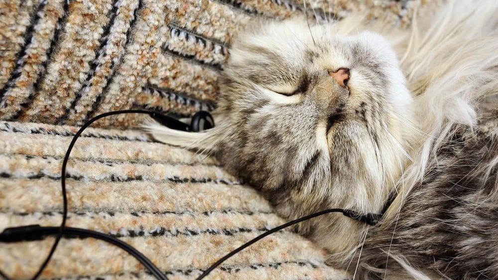 Uno scienziato ha creato un cd con brani adatti alla frequenza cardiaca felina