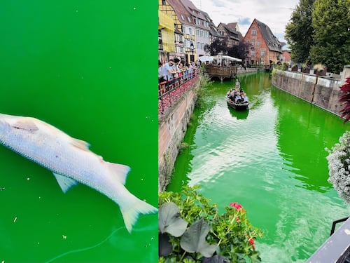 Gli ecovandali versano la vernice in acqua e i pesci muoiono: la rabbia del sindaco