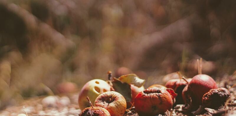 Frutta per compost