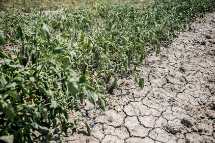 Siccità, stato d'emergenza a Parma 12