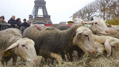 Parigi, i pastori contro i lupi  con le percore alla Torre Eiffel 6