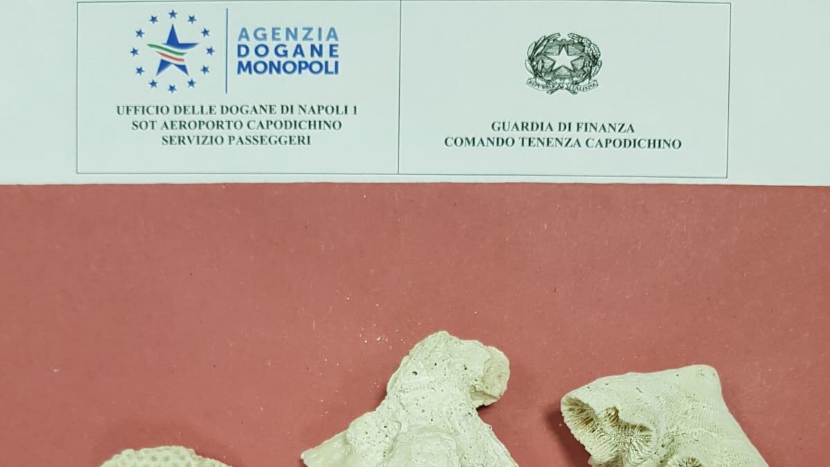 Torna dalle Bahamas col corallo "protetto": stangato