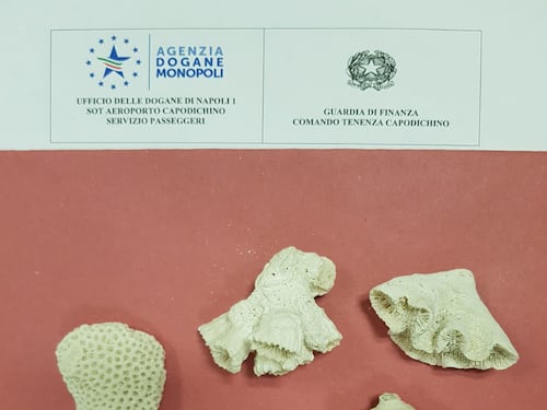 Torna dalle Bahamas col corallo "protetto": stangato