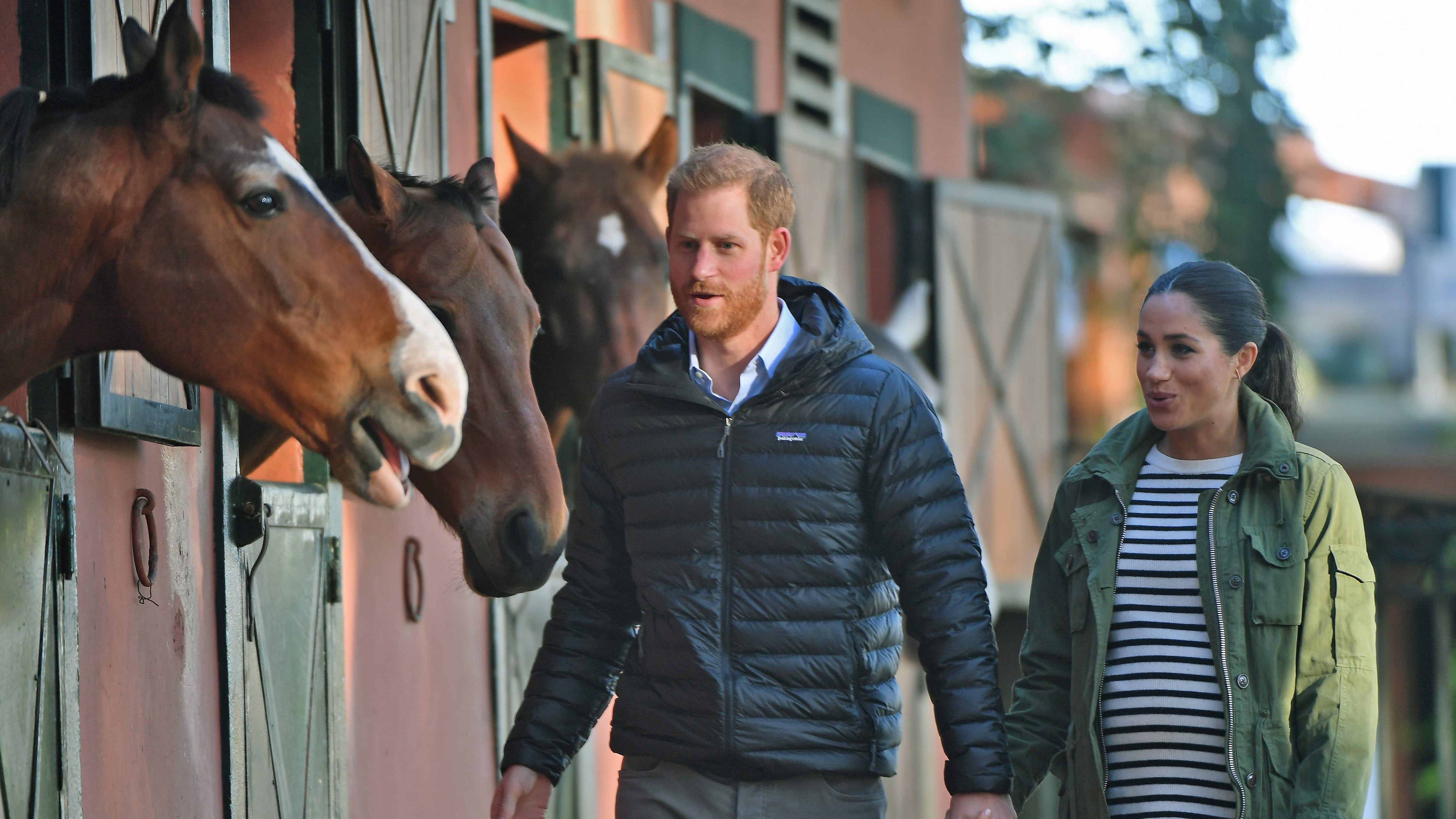 Il principe Harry nella bufera: "Per la foto animali sedati e legati"