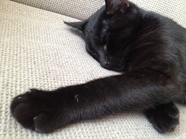 Gatto nero, foto 31