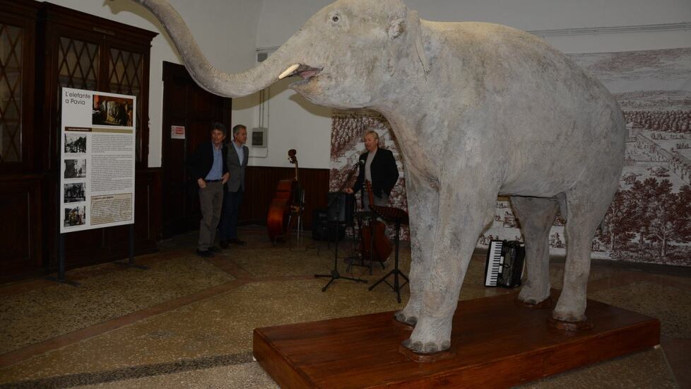 L'elefante di Napoleone Il viaggio dell'eroe (al contrario)