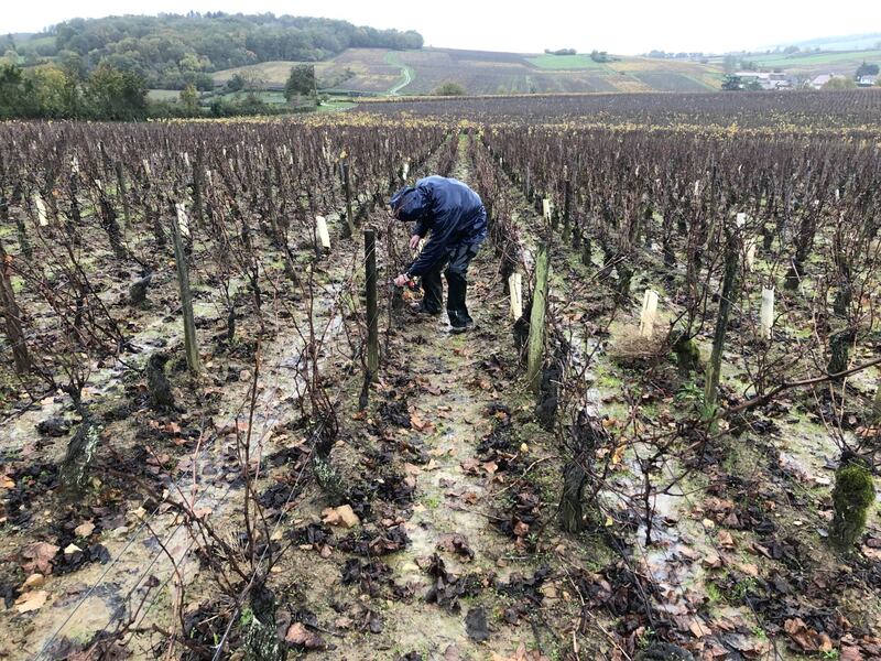 Albert Sounit, lavoro in vigna