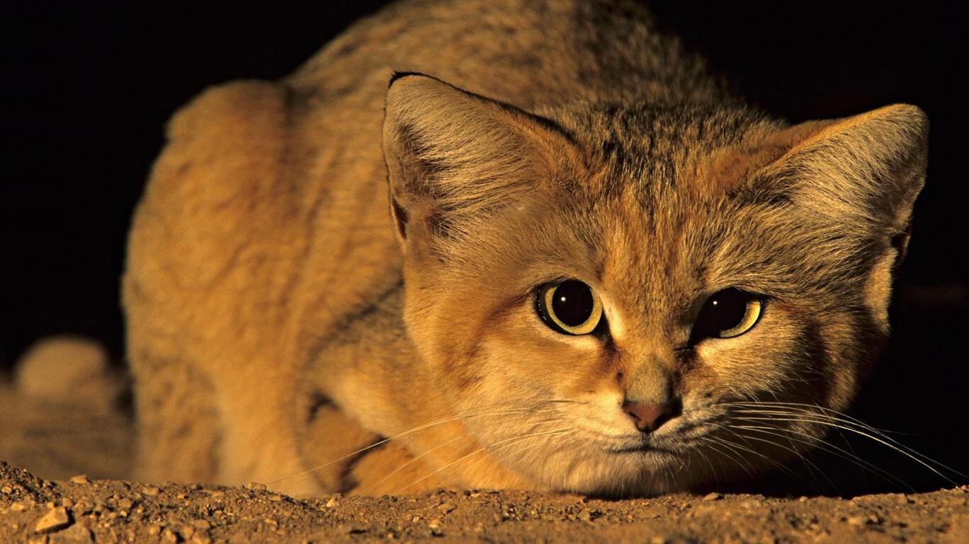 Kattarshians, il Grande Fratello dei gatti