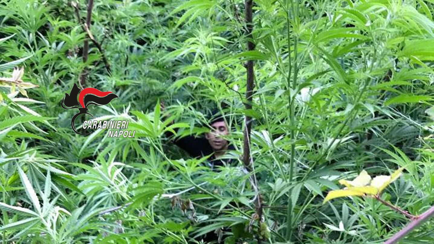 Scoperte e distrutte tre piantagioni di cannabis