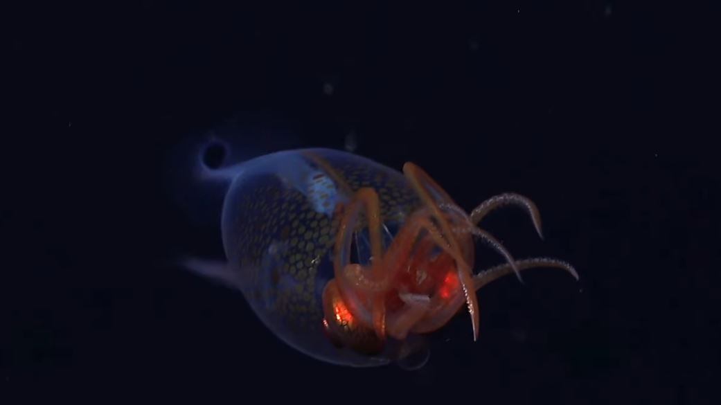 La bellezza del cucciolo di calamaro colossale