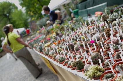 Orticola 2013, la mostra botanica 3