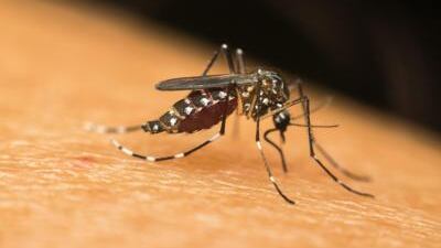 Focolaio di dengue a Fano: 102 casi accertati