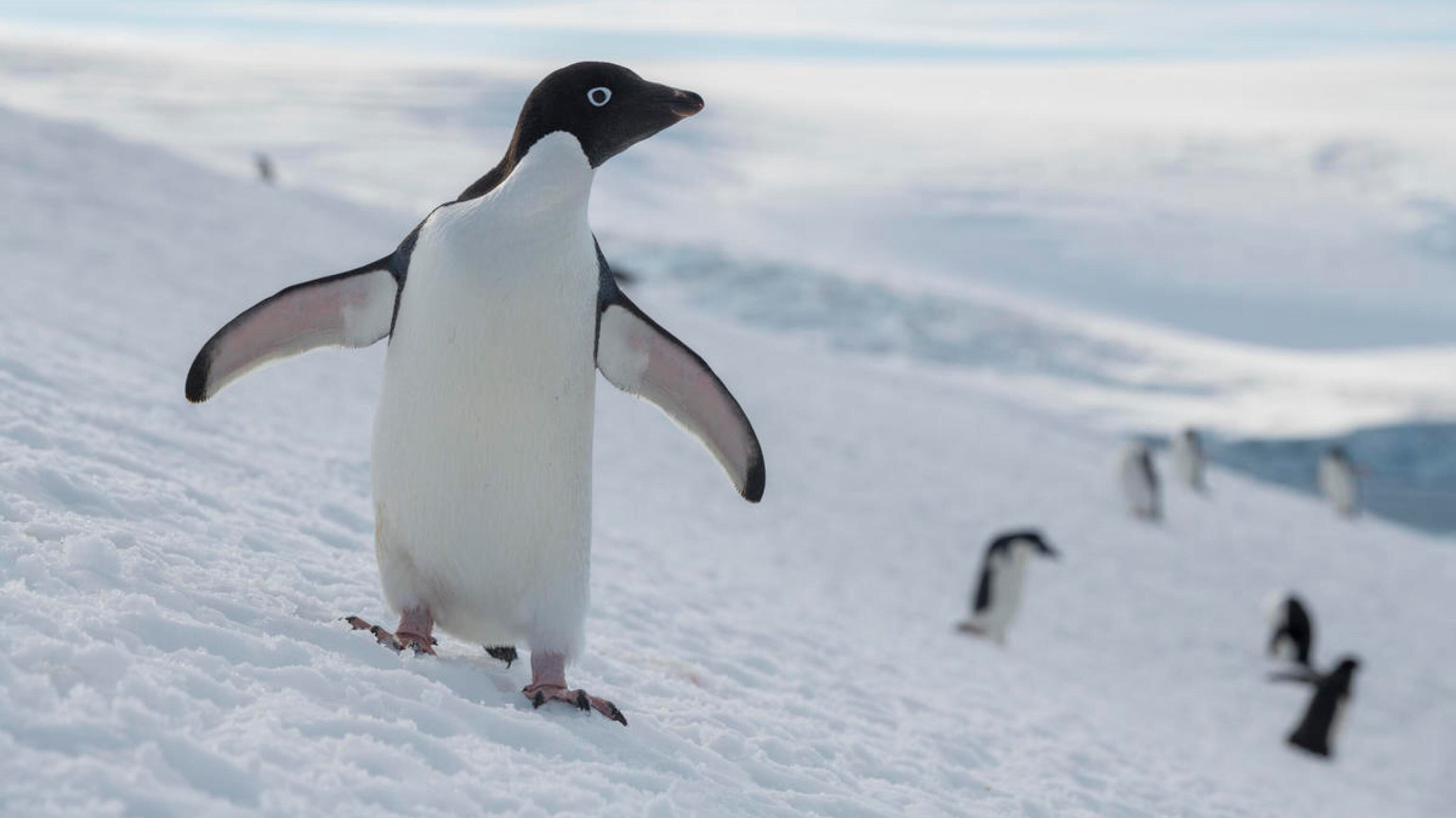 L'ufficio postale più remoto del mondo assume. L'unico requisito: saper contare i pinguini