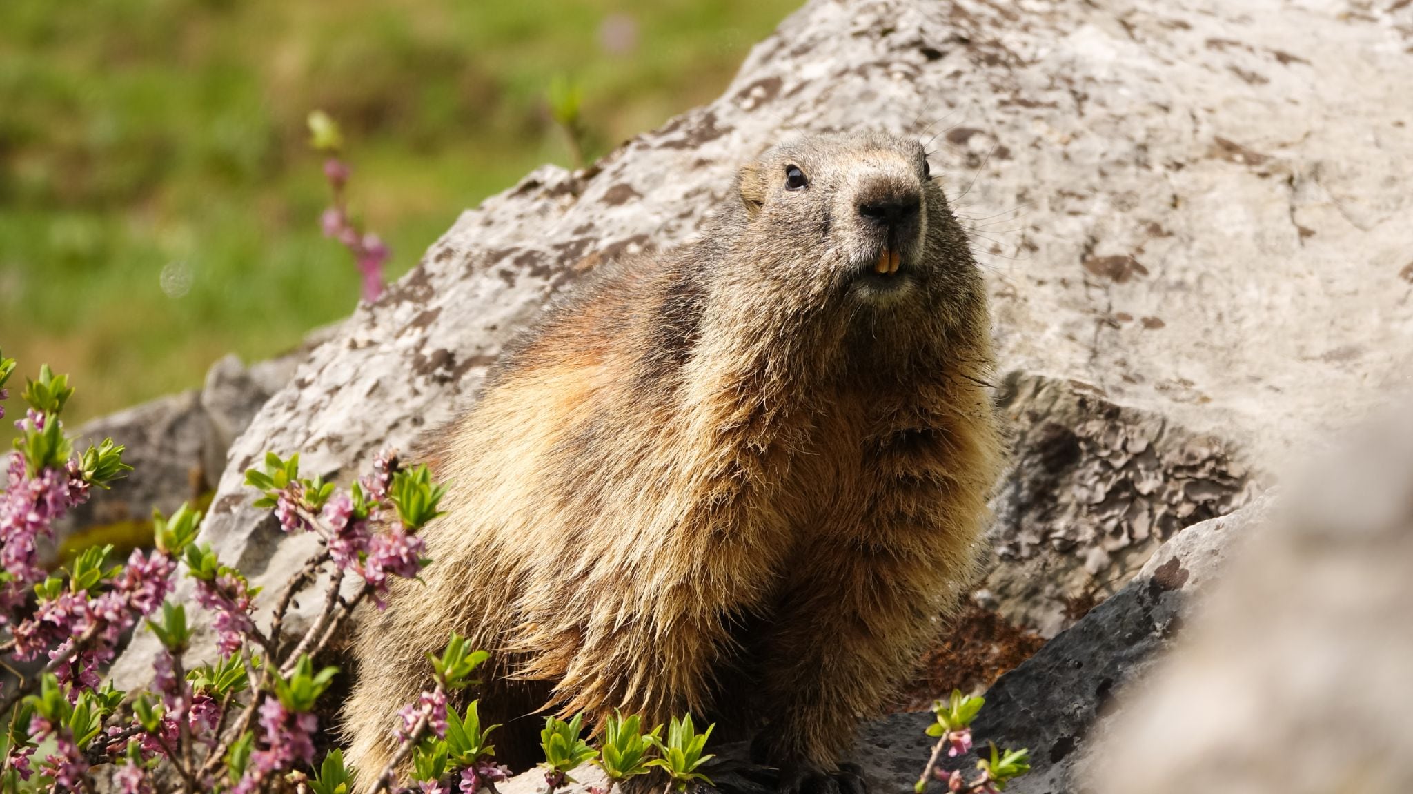 Marmotta