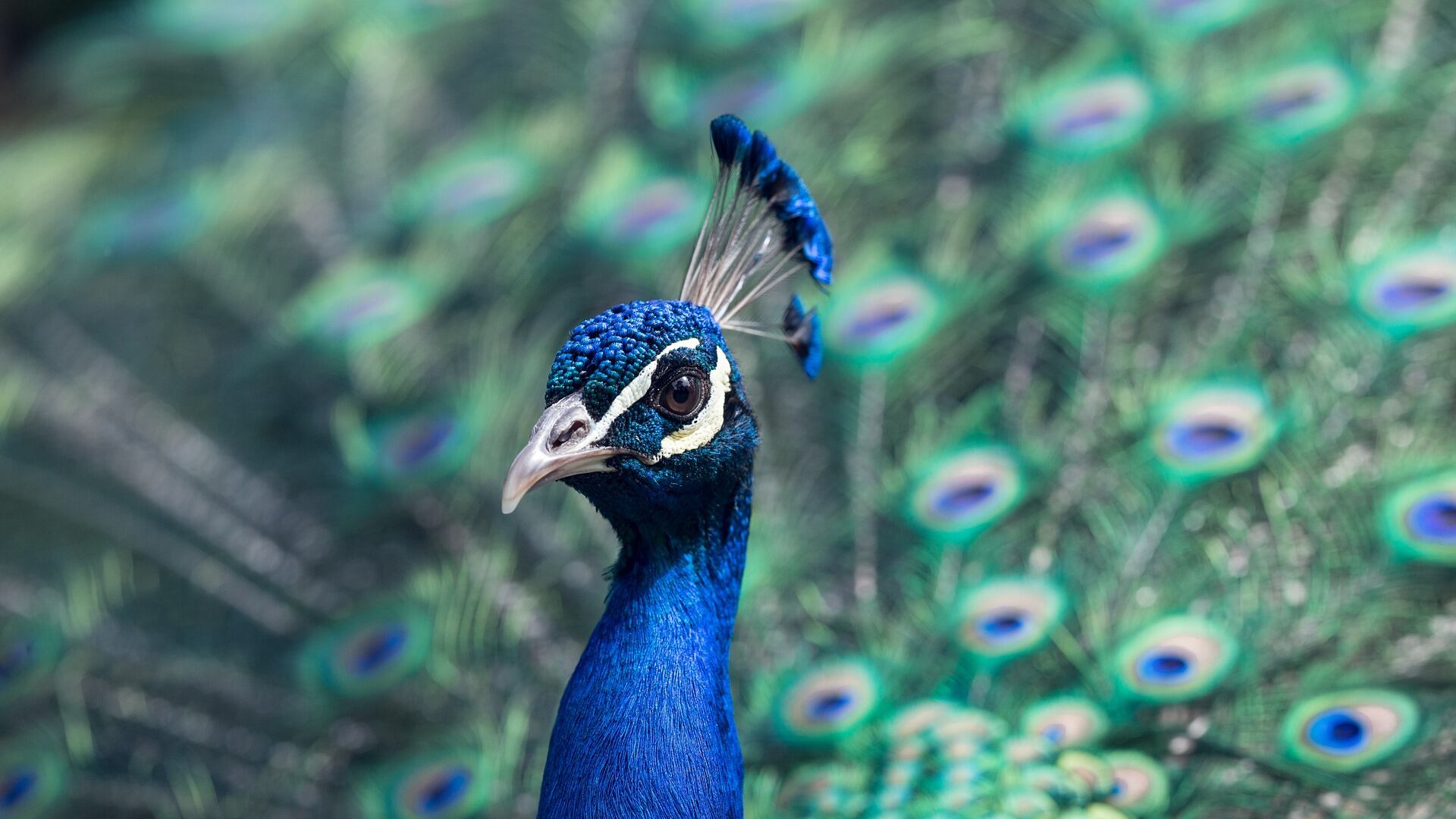Nella selezione naturale a volte vince il più bello