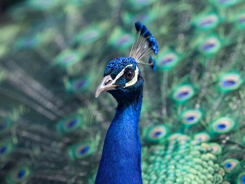 Nella selezione naturale a volte vince il più bello