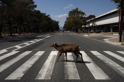 Coronavirus, gli animali selvatici (e non) invadono le città 2