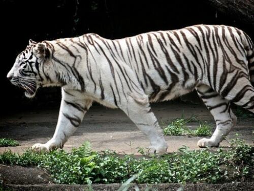 India, tragedia allo zoo Giovane cade nella gabbia e viene sbranato da una tigre