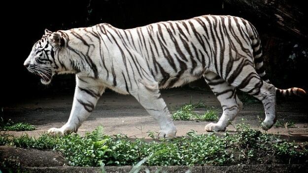 India, tragedia allo zoo Giovane cade nella gabbia e viene sbranato da una tigre