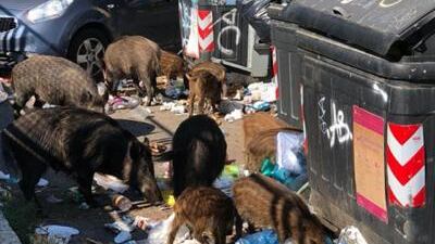 A Roma i problemi sono i rifiuti non i cinghiali