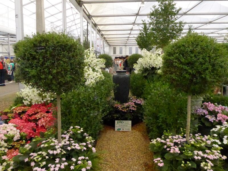Giardini Arte Fiori Forte GAFF: il giardino che fiorisce dal mare 6