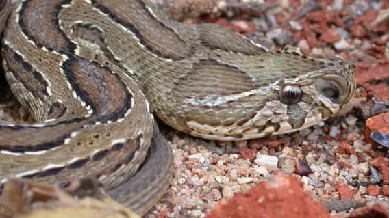 India, mangia una focaccia e vi trova pelle di serpente